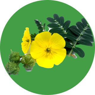 TRIBULUS TERRESTRIS